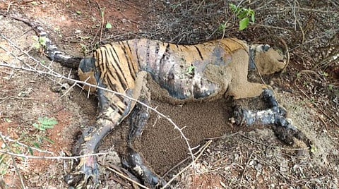 கோவை சிறுமுகை வனச்சரக்துக்குட்பட்ட வனப்பகுதியில் அழுகிய நிலையில் இருந்த புலியின் சடலம்.