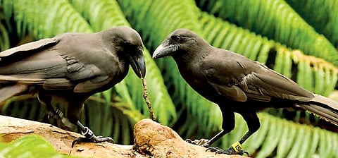 கிளாசிக் கதை: இரு காக்கைகள்