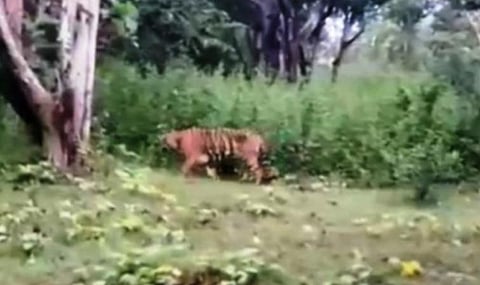 ஆட்கொல்லிப் புலி எக்காரணம் கொண்டும் சுட்டுக் கொல்லப்படாது: முதன்மை தலைமை வன உயிரினப் பாதுகாவலர் உறுதி