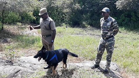 மசினகுடியில் ஆட்கொல்லிப் புலியைப் பிடிக்கும் பணி 10-வது நாளாகத் தொடர்கிறது: தேடுதல் வேட்டையில் கும்கி யானைகள், நாய்கள்