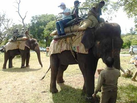 கும்கி யானைகள் உதவியுடன் புலியைத் தேடும் வனத்துறை.