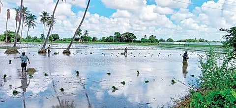 திருவள்ளூர் மாவட்டம், பெரியபாளையம் பகுதியில் சம்பா சாகுபடி பருவத்தில் நெற்பயிர் நடவு செய்யும் பணியில் விவசாய தொழிலாளர்கள் தீவிரமாக ஈடுபட்டு வருகின்றனர்.