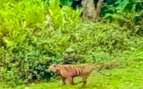 இரண்டு மயக்க ஊசிகள் செலுத்தியும் டி.23 புலி தப்பி ஓட்டம்: வனத்துறையினர் தீவிர தேடுதல் வேட்டை