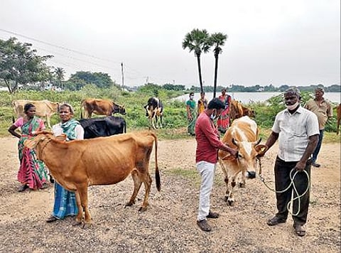 ஏரி கரையோர பகுதியில் கால்நடைகளுக்கு சிகிச்சை அளித்த மருத்துவர்.படங்கள்: வி.எம்.மணிநாதன்.