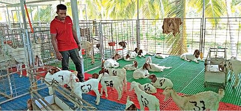 ராசிபுரம் அருகே புதுப்பாளையத்தில் உள்ள பரண்மேல் ஆடு வளர்ப்பு பண்ணையில் பராமரிப்பு பணியில் ஈடுபட்டுள்ள அரவிந்த். படம்: கி. பார்த்திபன்