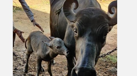 இந்தியாவின் முதல்முறை: ஐவிஎஃப் பண்ணி எருமை பிறந்தது