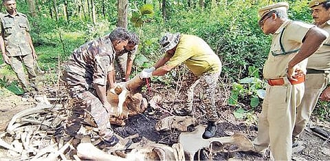 கோவை போளுவாம்பட்டி வனச்சரகத்தில் உயிரிழந்த யானையின் எலும்பு பாகங்களை ஆய்வு செய்த வன கால்நடை மருத்துவர், வனப்பணியாளர்கள்.