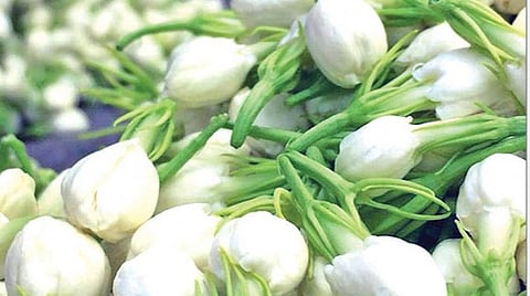 தொடர் மழை காரணமாக வரத்து இல்லை: ஒரு கிலோ மல்லிகை விலை ரூ.1,000 முதல் ரூ.1,200 வரை விற்பனை