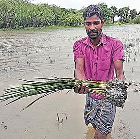 திருவாரூர் மாவட்டம் கோட்டூர் ஒன்றியம் பல்லவராயன்கட்டளை கிராமத்தில் சம்பா நெற்பயிர் மழைநீரில் மூழ்கியிருப்பதைக் காட்டும் விவசாயி.