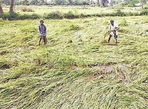 செய்யாறு அருகே விவசாய நிலத்தில் வெள்ள நீர் புகுந்ததால் அறுவடைக்கு தயாராக இருந்த நெற்பயிர்கள் சேதமடைந்துள்ளன.