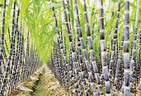 மூடியிருக்கும் கூட்டுறவுச் சர்க்கரை ஆலைகளைத் திறந்து கரும்பு அரவை: கரும்பு விவசாயிகள் சங்கம் கோரிக்கை