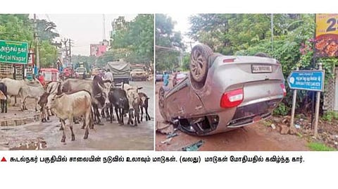 மதுரை சாலைகளில் ‘ஜல்லிக்கட்டு’ ஆடும் மாடுகள்: அடிக்கடி நடக்கும் விபத்துகளால் பொதுமக்கள் அச்சம்