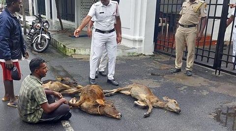 கோமாரி நோய்த் தாக்கத்தில் இறந்த கன்றுகளுடன் புதுச்சேரி சட்டப்பேரவை முன்பு போராட்டம்: மூடப்பட்ட வாயில்
