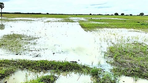 விளாத்திகுளம் அருகே பூசனூரில் உள்ள மானாவாரி நிலங்களில் மழைநீர் குளம் போல் தேங்கி, அதில் மக்காச்சோளம் பயிர்கள் மூழ்கிக் கிடக்கின்றன.