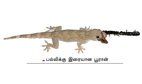 வீடு நமக்கு மட்டுமா சொந்தம்?