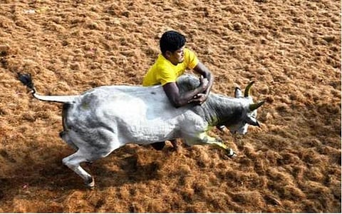 அலங்காநல்லூர், பாலமேடு, அவனியாபுரம் ஜல்லிக்கட்டில் நாட்டு மாடுகளுக்கு மட்டுமே அனுமதி