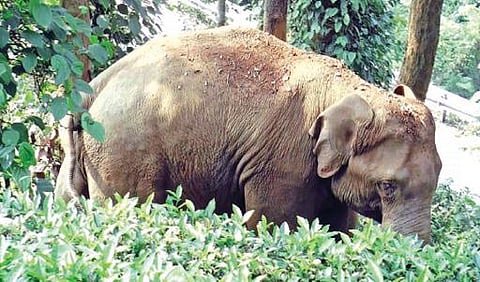 நஞ்சப்பசத்திரம் பகுதியில் சுற்றித்திரியும் யானையை வனத்துக்குள் விரட்ட கோரிக்கை