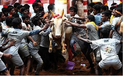 கட்டுப்பாடுகளை பின்பற்றி பாலமேடு ஜல்லிக்கட்டு: விழா கமிட்டி நிர்வாகிகள் அறிவிப்பு