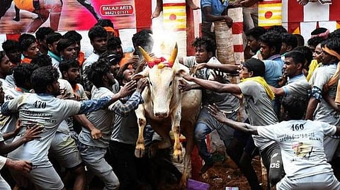 மதுரை மாவட்டத்தில் ஆட்சியர் தலைமையில் நடக்க இருந்த ஜல்லிக்கட்டு ஆலோசனை கூட்டம் திடீர் ரத்து: பார்வையாளர்கள் இல்லாமல் நடத்த முடிவா?