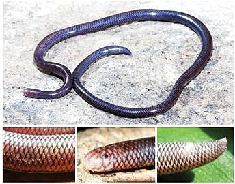 நல்ல பாம்பு 17: ஆண் இனம் இல்லாத அப்பிராணி