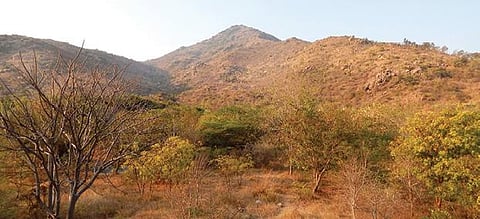 இயற்கை தந்த தனித்துவ பரிசு