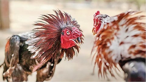 சேவல் சண்டையில் அரசின் நிலைப்பாடு என்ன? - தமிழக அரசு பதிலளிக்க உயர் நீதிமன்றம் உத்தரவு