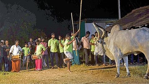 கோவை போத்தனூர் செட்டிபாளையத்தில் சலங்கை எருது ஆட்ட பயிற்சியில் ஈடுபட்ட இளைஞர். படம்: ஜெ.மனோகரன்