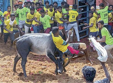திருச்சி பெரிய சூரியூர் ஜல்லிக்கட்டில் 486 காளைகள் பங்கேற்பு: காளை முட்டி உரிமையாளர் உயிரிழப்பு