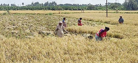 திருச்சி குமார வயலூர் பகுதியில் நேற்று சம்பா நெல் அறுவடைப் பணியில் ஈடுபட்ட விவசாயத் தொழிலாளர்கள்.படம்: ஜி.ஞானவேல்முருகன்