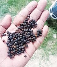 மிளகு பாக்கெட்டில் இருந்த பருத்தி கொட்டை.
