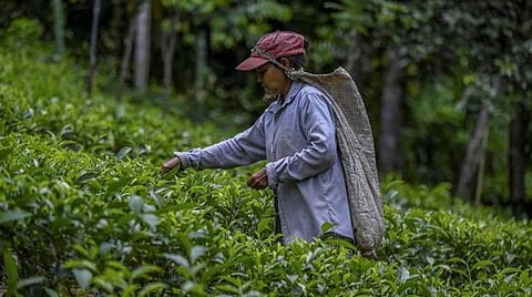 இயற்கை வேளாண்மை - ரசாயன வேளாண்மை: தேவை ஒரு சமரசம்!