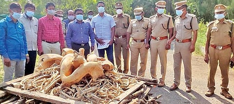 கோவை மாவட்ட வன அலுவலக வளாகத்தில் நேற்று தீயிட்டு அழிப்பதற்காக வைக்கப்பட்டிருந்த மான்கொம்புகள், யானைகளின் கோரைப்பற்கள்.