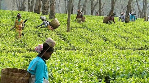 ‘தேயிலை பறிக்க கத்தி பயன்படுத்தப்படுவதால் தரம் பாதிக்கும் அபாயம்’