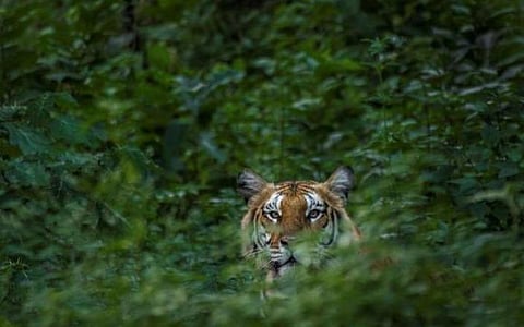 புலிகளின் எண்ணிக்கை இரட்டிப்பானதால் சத்தியமங்கலம் புலிகள் காப்பகத்துக்கு விருது அறிவிப்பு
