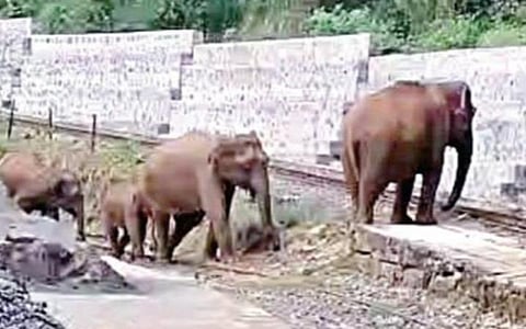 மலை ரயில் பாதையில் 10-க்கும் மேற்பட்ட இடங்களில் யானை வழித்தடத்தை மறித்து கட்டப்பட்ட சுவரை இடிக்க வனத்துறை உத்தரவு