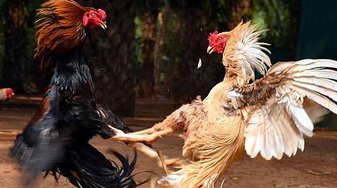 சேவல் காலில் கட்டப்பட்ட கத்தி கிழித்து பந்தயத்தை காண வந்தவர் உயிரிழப்பு
