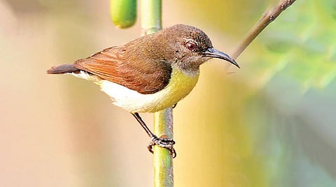 வீட்டுச்சிறையில் வைத்த தேன்சிட்டுகள்