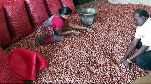 2013-க்கு பிறகு சின்ன வெங்காயம் ஏற்றுமதி இதுவரை இல்லாத அளவில் 487% உயர்வு