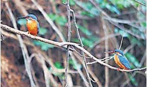 சலீம் அலி பறவைகள் ஆராய்ச்சி மையம் சார்பில் கோவையில் பிப்.27-ல் பறவைகள் கணக்கெடுப்பு: விருப்பமுள்ளவர்கள் பதிவு செய்யலாம்