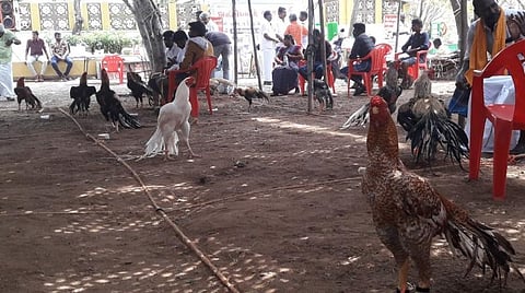 திண்டுக்கல் சேவல் கண்காட்சியில் வலம் வந்த ரூ.3 லட்சம் மதிப்பிலான சேவல்