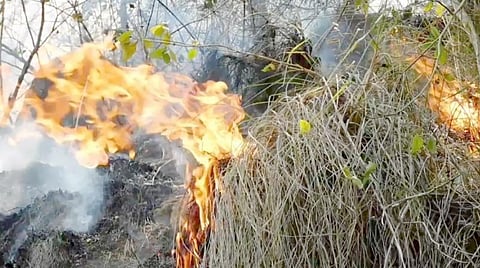 கொடைக்கானல் மலை மச்சூர் வனப்பகுதியில் பற்றி எரியும் காட்டுத் தீ.