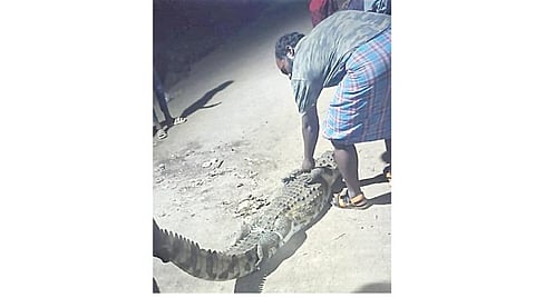 தாம்பரம் அருகே பிடிபட்ட முதலை.