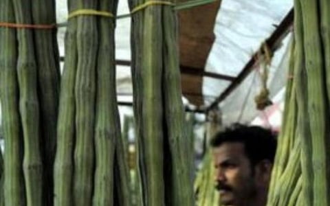 தக்காளி, வெங்காயத்தை தொடர்ந்து சரிந்த முருங்கை விலை: மக்கள் மகிழ்ச்சி, விவசாயிகள் கவலை