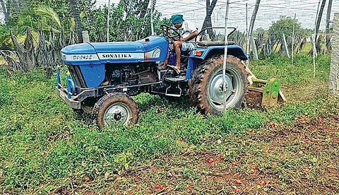 பல்லடம் அருகே உரிய விலை கிடைக்காமல் 4 ஏக்கரில் விளைந்த தக்காளியை டிராக்டர் மூலம் அழித்த விவசாயி