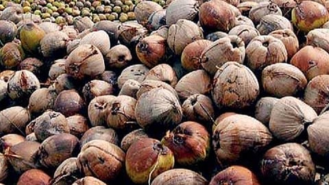 தமிழக வேளாண் பட்ஜெட்: தென்னை விவசாயிகள் ஏமாற்றம்