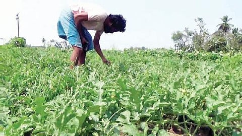 கீரப்பாளையம் அருகே உள்ள சக்திவிளாகம் கிராமத்தில் நோய் தாக்குதலுக்கு உள்ளான தர்பூசணி பயிரிட்டுள்ள வயல்.