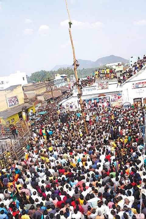 நத்தம் மாரியம்மன் கோயில் மாசித்திருவிழாவில் வழுக்கு மரம் ஏறிய இளைஞர்கள்.