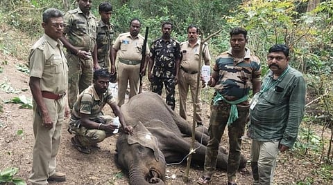 அவுட்காய் கடித்ததால் வாய் சிதைந்த நிலையில் இருந்த யானைக்கு சிகிச்சை அளித்த வனத்துறையினர்.