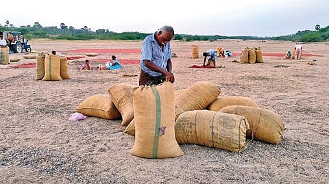 விளாத்திகுளம் அருகே அரியநாயகிபுரம் பகுதியில் செடிகளில் இருந்து குண்டு மிளகாய் பழங்களை பறிக்கும் பணியில் ஈடுபட்டுள்ள விவசாய பெண் தொழிலாளர்கள். (அடுத்த படம்) வைப்பாற்று மணலில் காய வைக்கப்பட்டுள்ள குண்டு மிளகாய் பழங்கள். (கடைசி படம்) நன்றாக காய்ந்த குண்டு மிளகாய் வத்தலை விற்பனைக்கு கொண்டு செல்ல மூட்டை கட்டும் பணியில் ஈடுபட்டுள்ள விவசாயிகள்.