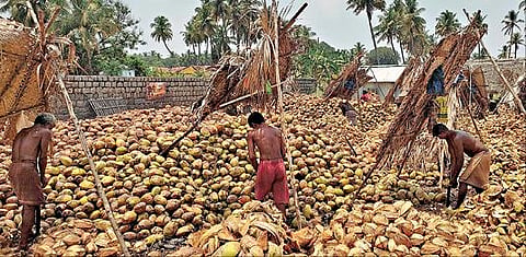 வாழப்பாடி மண்டியில் தேங்காய் மட்டை உரிக்கும் பணியில் ஈடுபட்டுள்ள தொழிலாளர்கள். படம்: எஸ்.குரு பிரசாத்